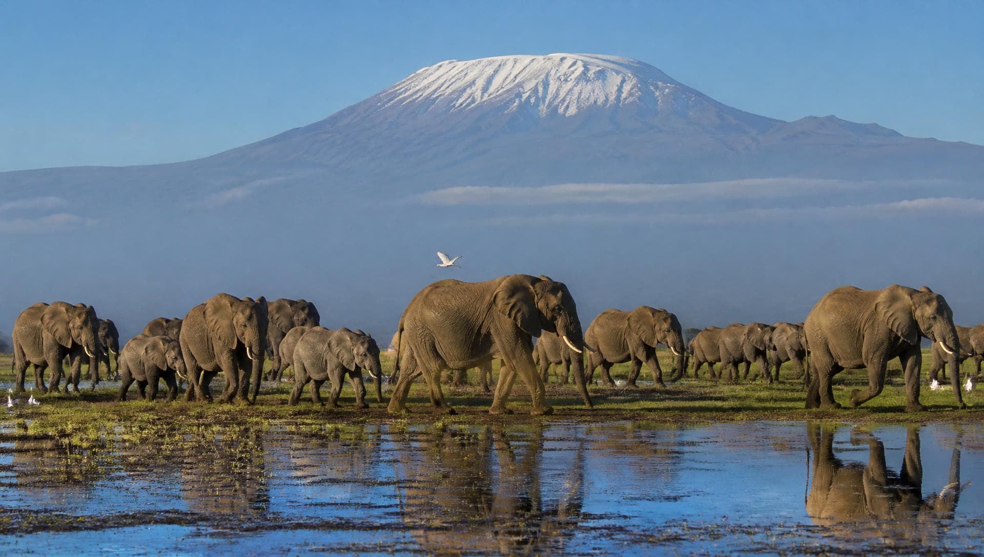 Elephant herd wading through a marsh with the snow-capped summit of Kilimanjaro behind
