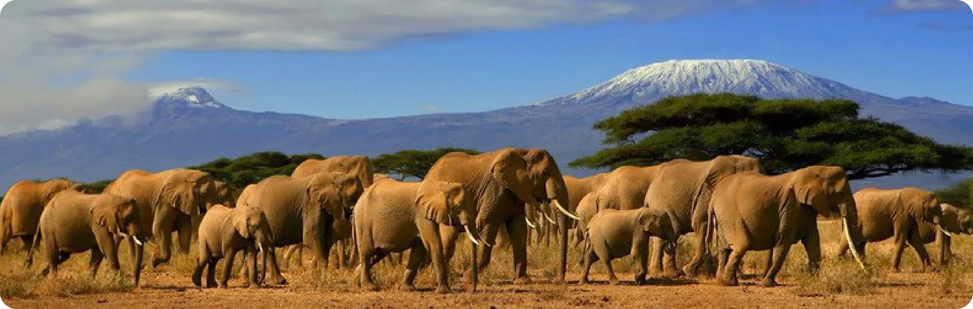 A herd of elephants crossing open plains with the snow-capped summit of Kilimanjaro behind them