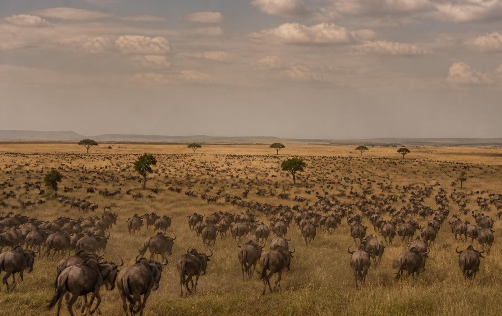 Large wildebeest herd spread across open plains beneath scattered acacia trees