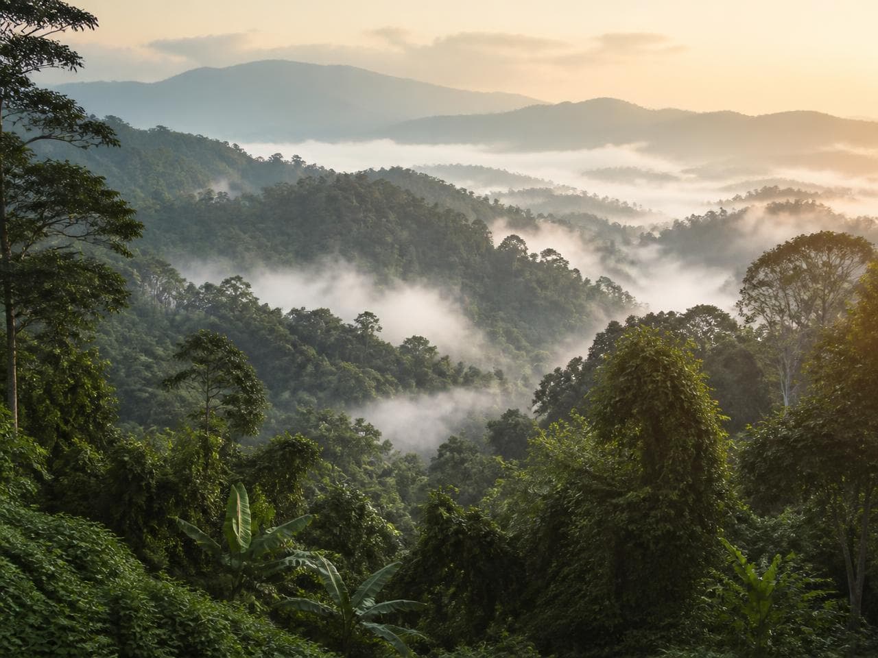 Mist rising over steep, densely forested hills