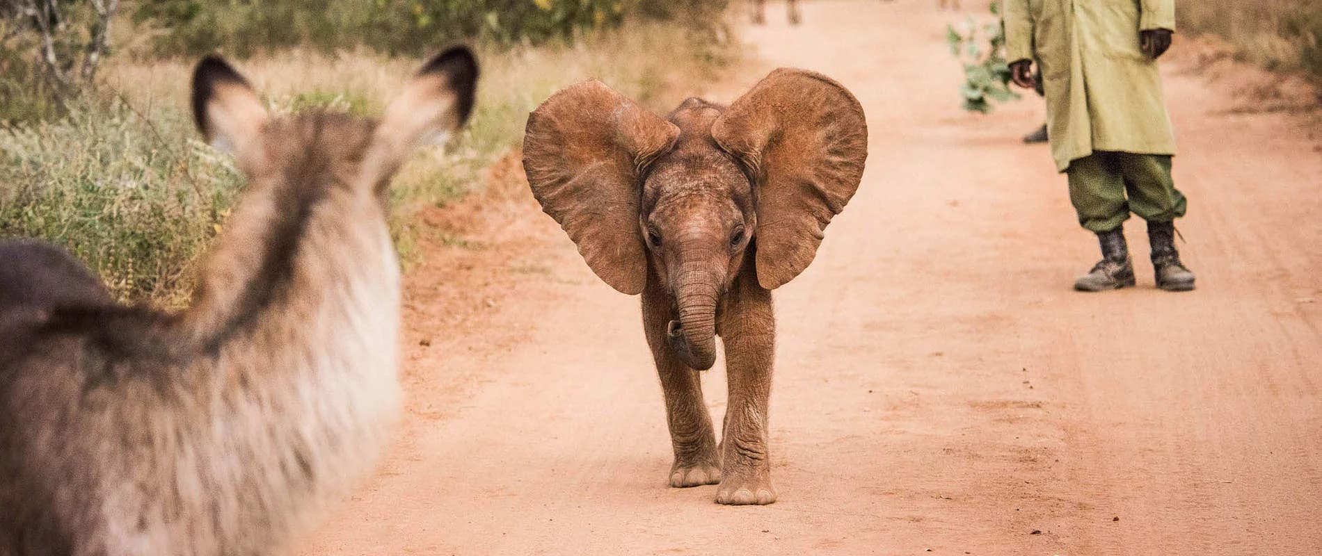 Young elephant and keeper at the Nairobi nursery