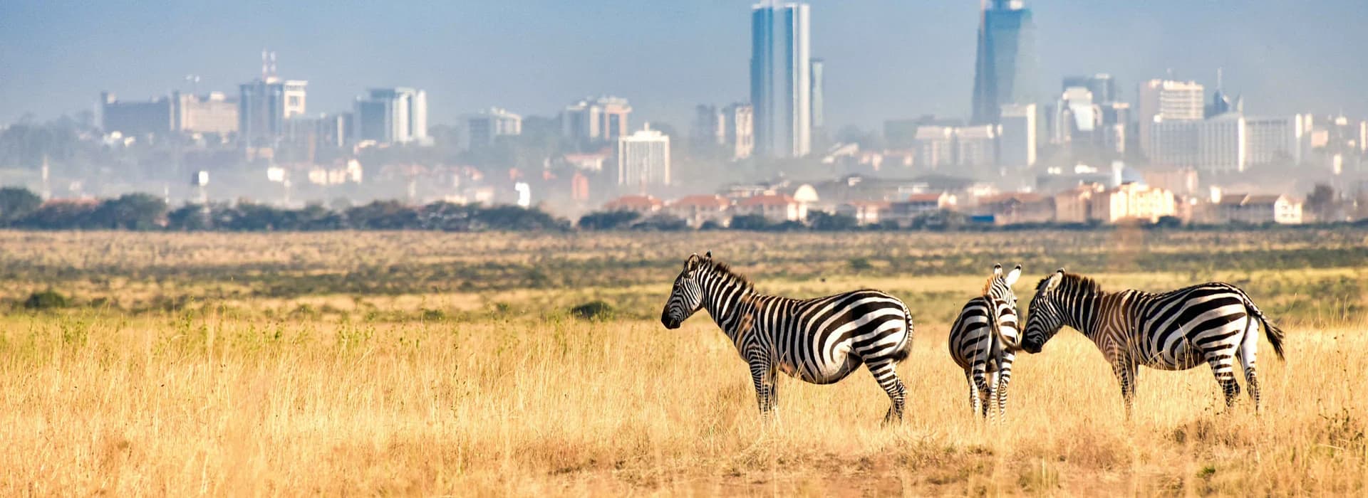 Zebra grazing with the Nairobi skyline beyond