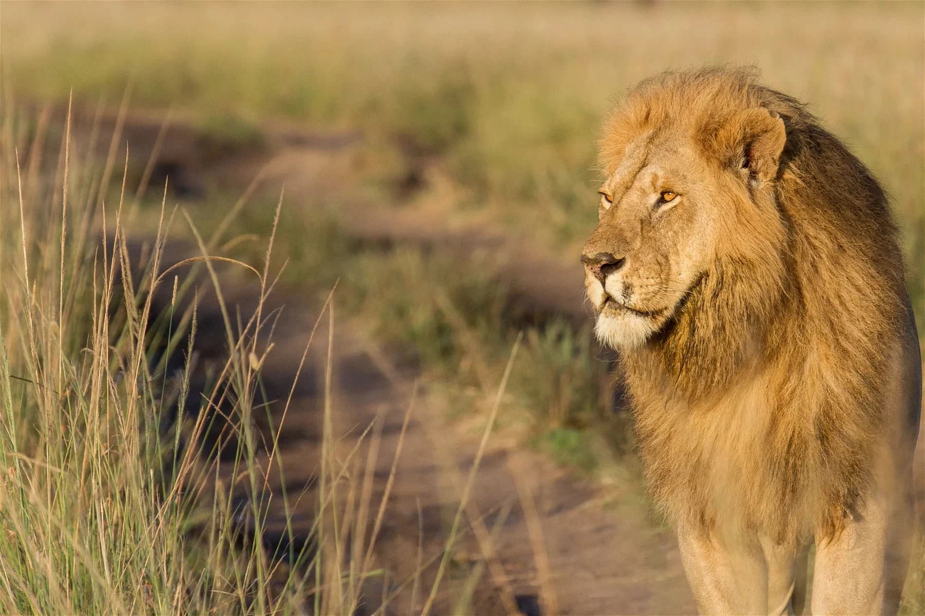 Lion in the Maasai Mara grasslands