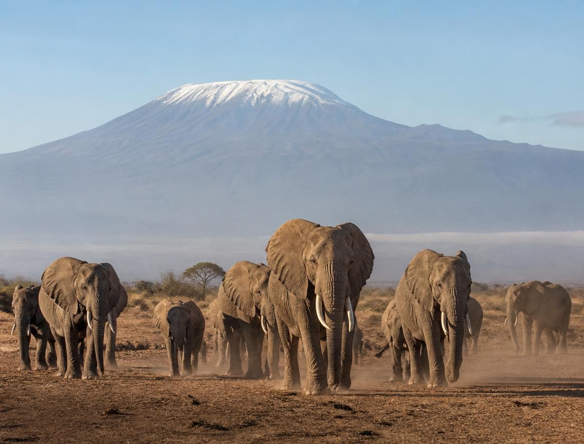 Elephants walking across dusty ground below Kilimanjaro