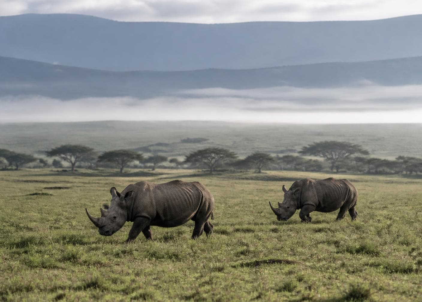 Two rhinos grazing on open grassland below a steep escarpment