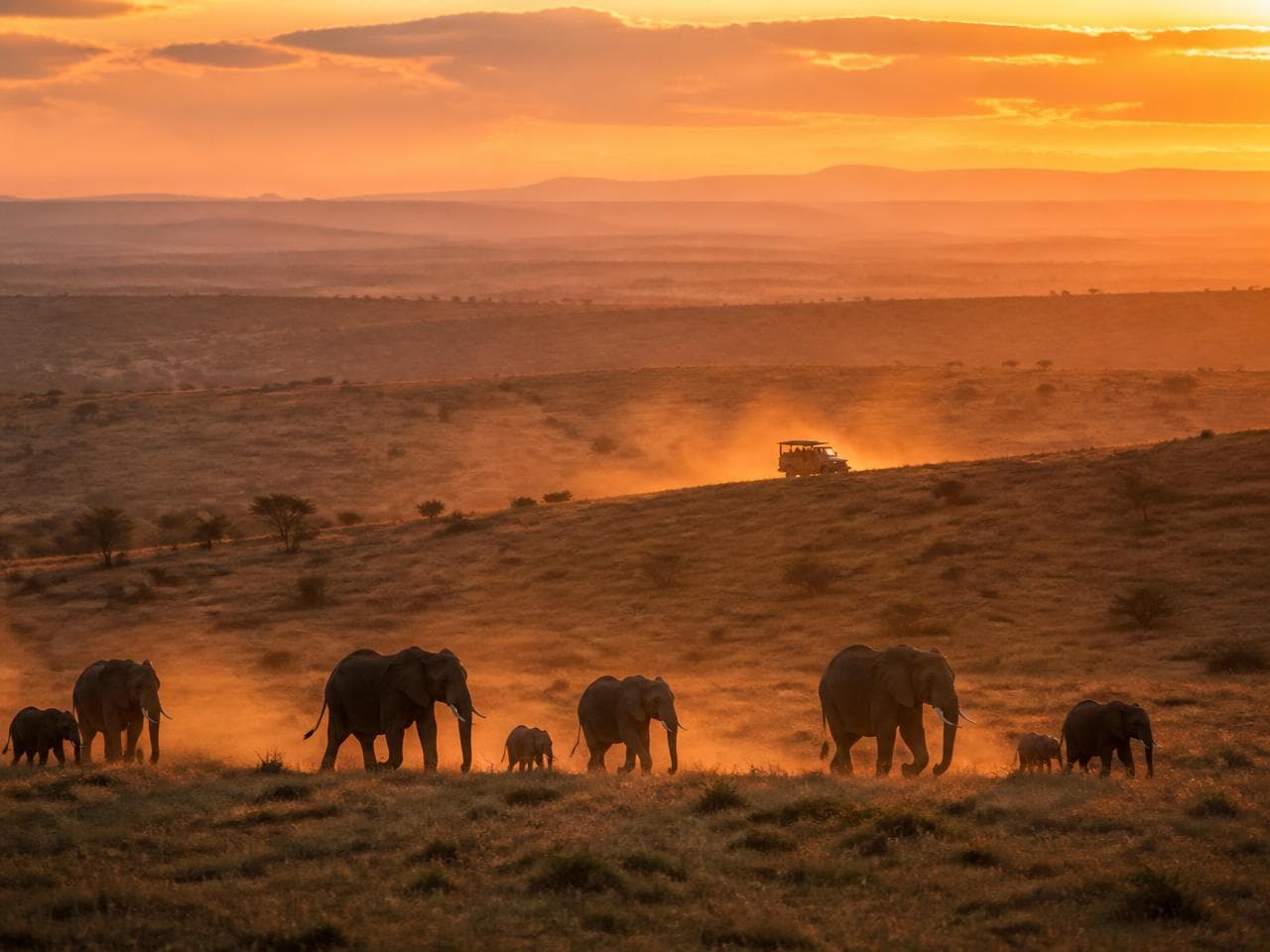 Elephants walking across golden grassland in dusty evening light