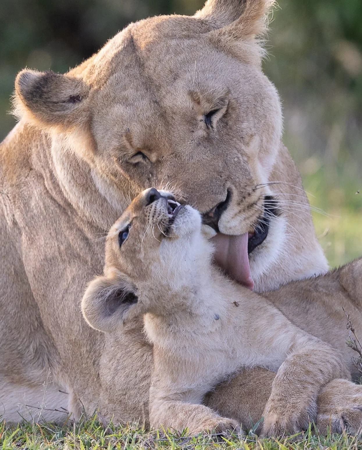 A lioness grooming her cub in the early morning light