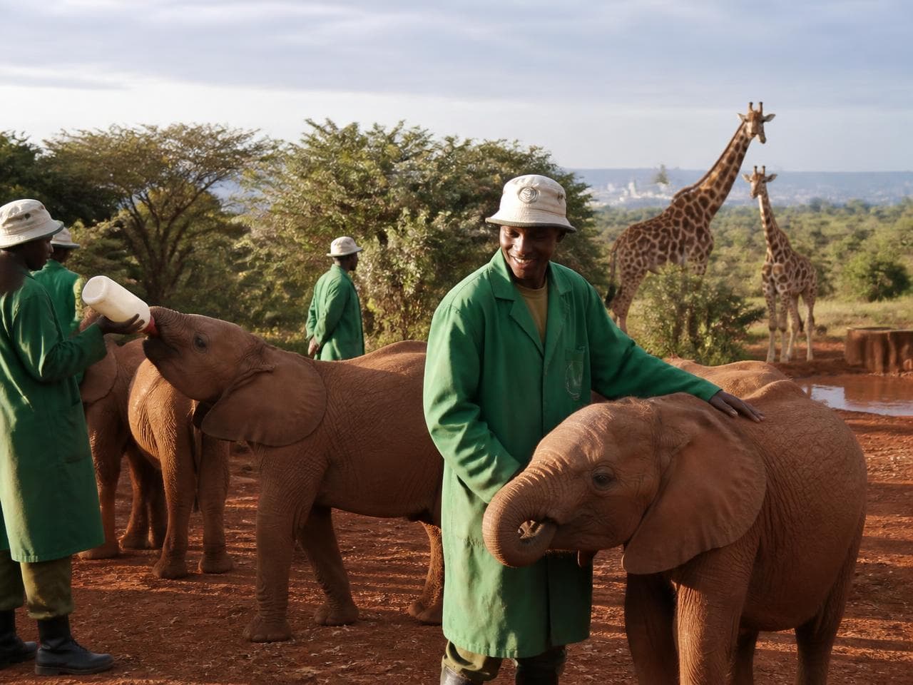 Keepers in green coats with an orphaned elephant calf, giraffes behind