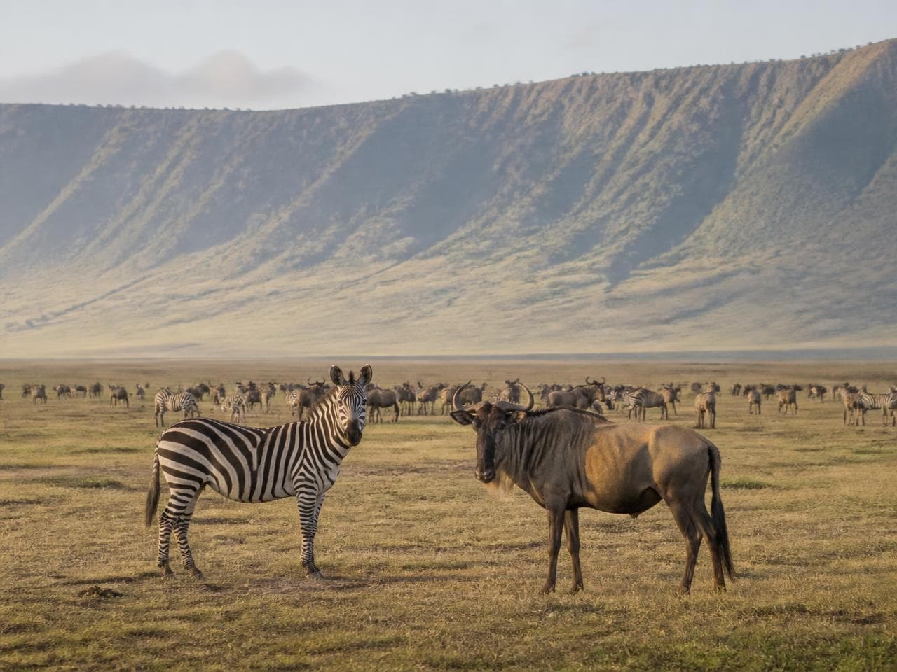 Zebra and wildebeest grazing on the Ngorongoro Crater floor below the crater wall