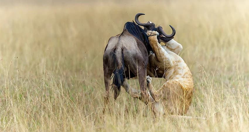 A lion bringing down a wildebeest in the long grass of the Maasai Mara