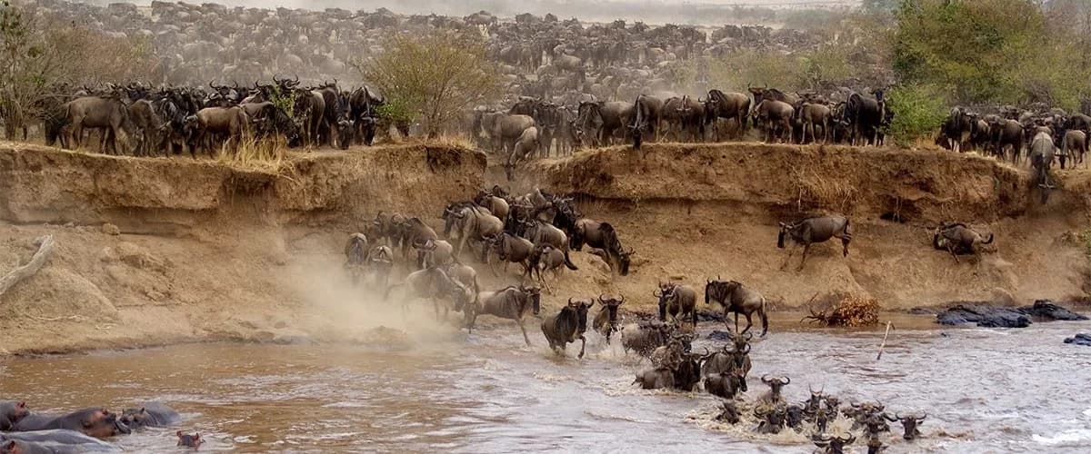 Wildebeest crossing a muddy river