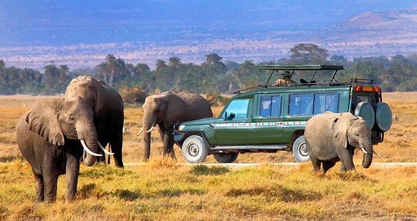Elephants beside a safari vehicle on open grassland