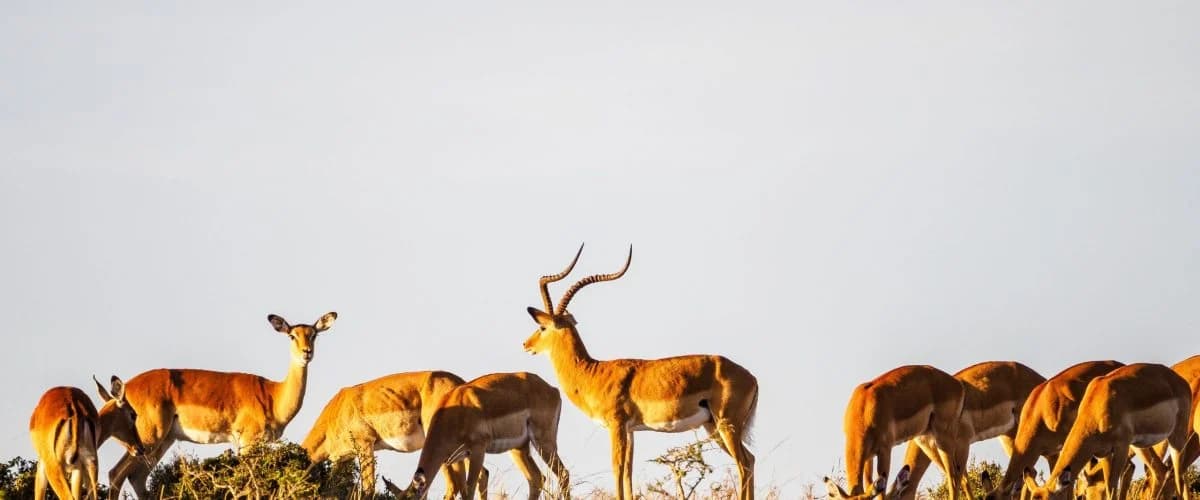 Antelope grazing in warm evening light