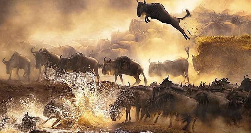 Wildebeest moving through a dusty river crossing
