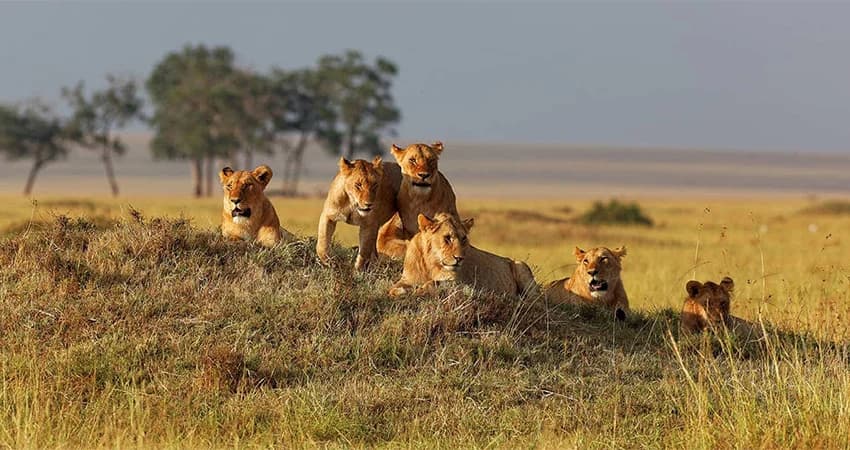 Lions resting among tawny grass
