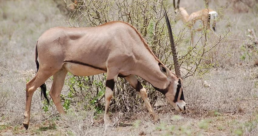 Antelope grazing beside low bushes