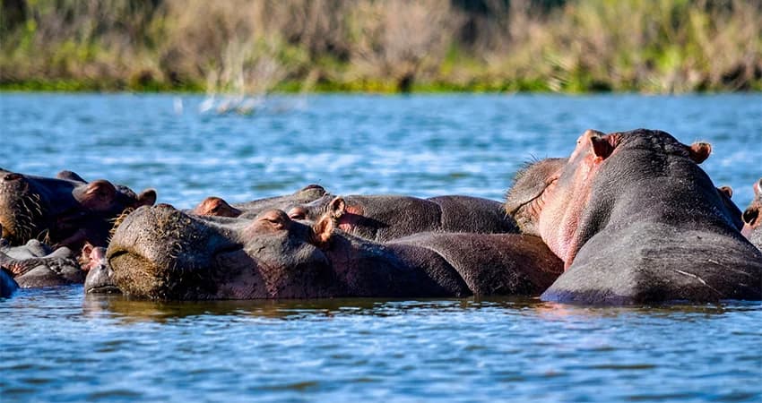 Hippos resting in blue water