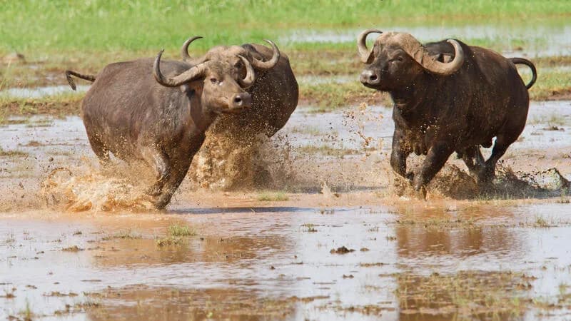 Buffalo standing in shallow water