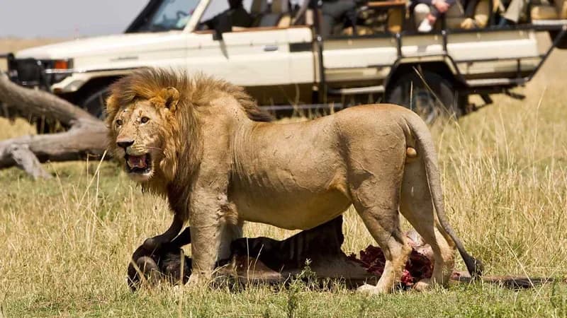 Lion walking near a safari vehicle