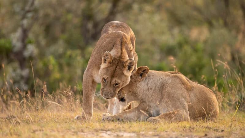 Two lions resting together in grass