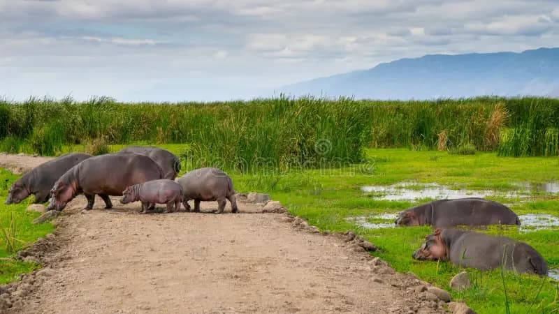 Hippos beside a green wetland