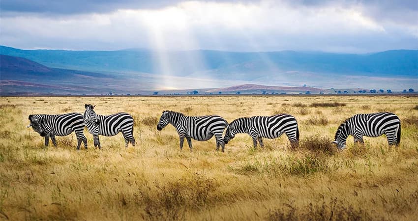 Zebra in open grassland under a cloudy sky