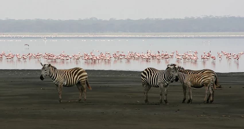 Zebra and flamingos near a lake shore