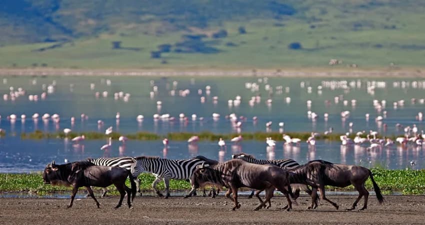 Wildebeest and birds beside a broad lake