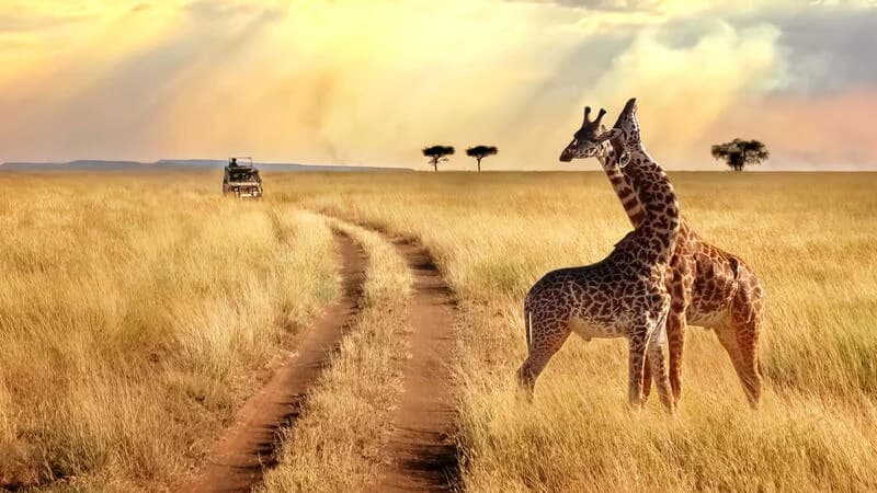 Giraffes standing in golden grass