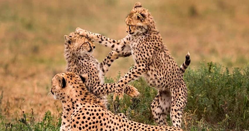 Cheetahs watching from a low mound
