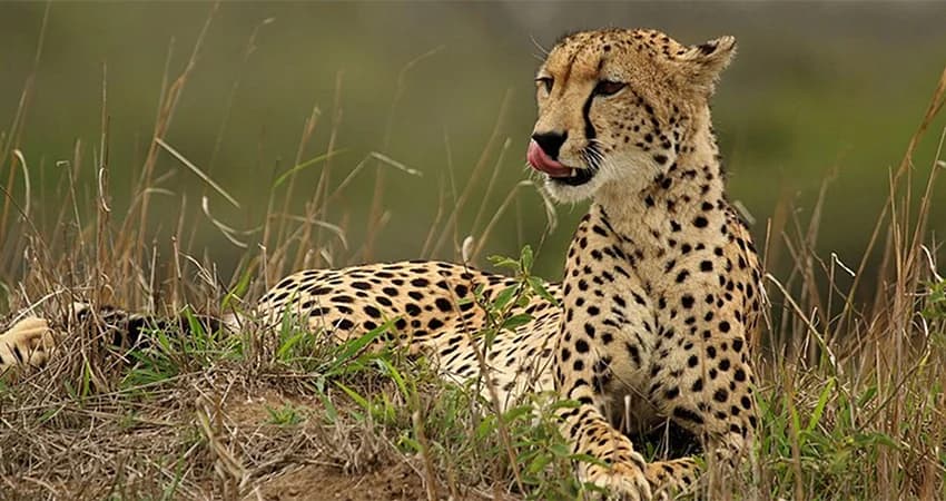 Cheetahs resting in short grass