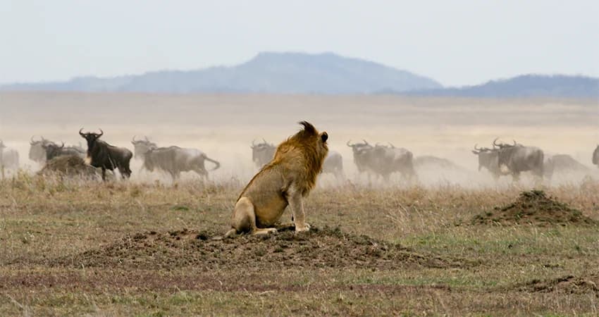 Lion watching over a dry savannah landscape