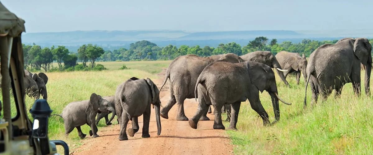 Elephants and other wildlife near trees