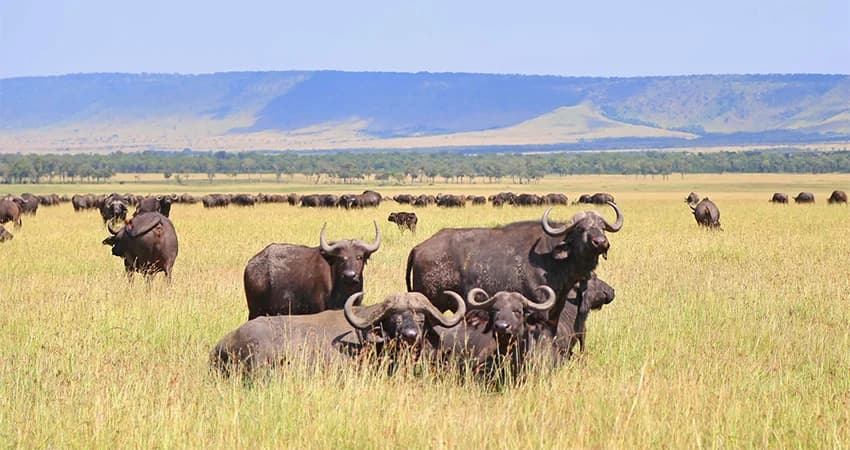 Buffalo grazing across an open plain