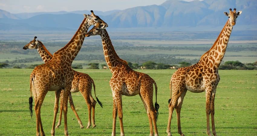 Giraffes standing together on green grassland