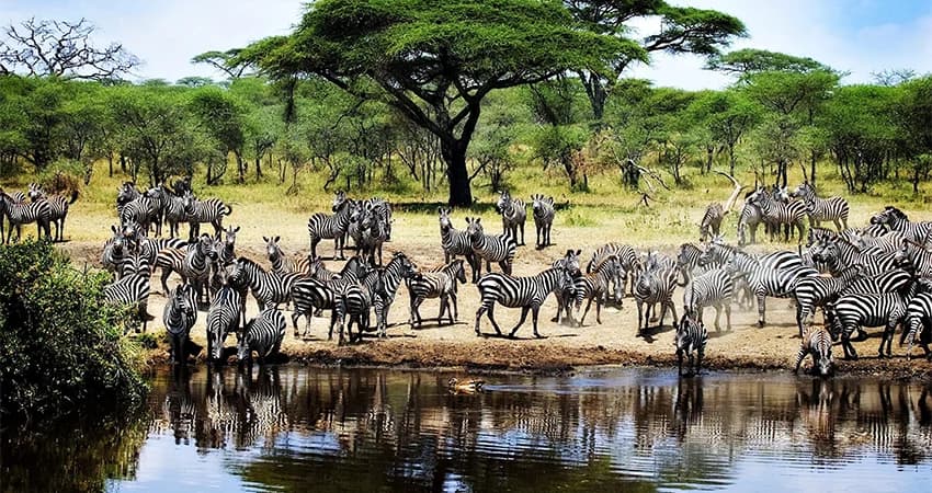 A herd of wildebeest beneath scattered trees