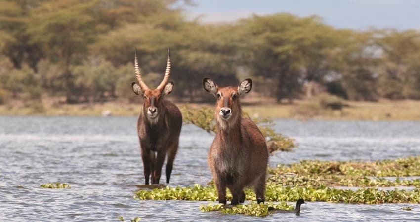 Antelope standing near a waterhole