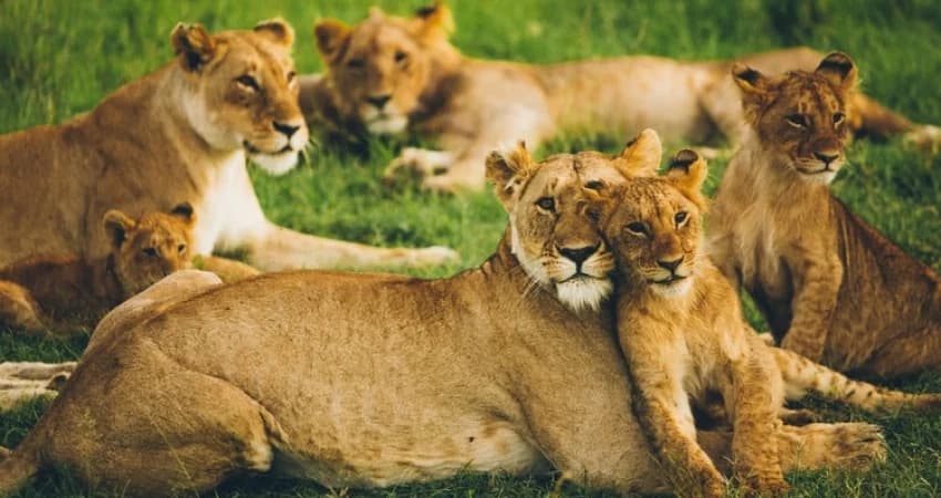 Lions resting together beside green grass