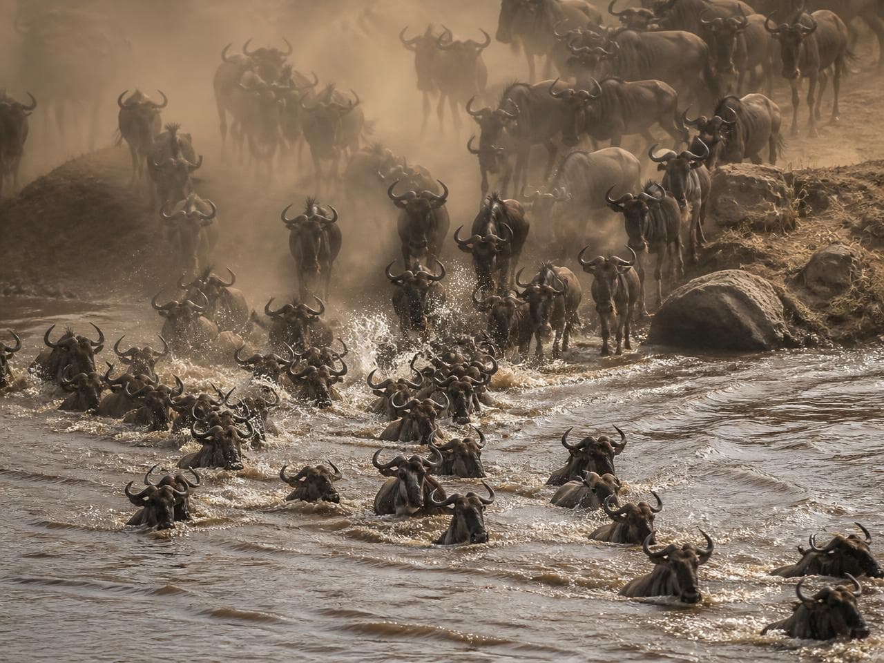 Wildebeest herd plunging through a river during the migration crossing