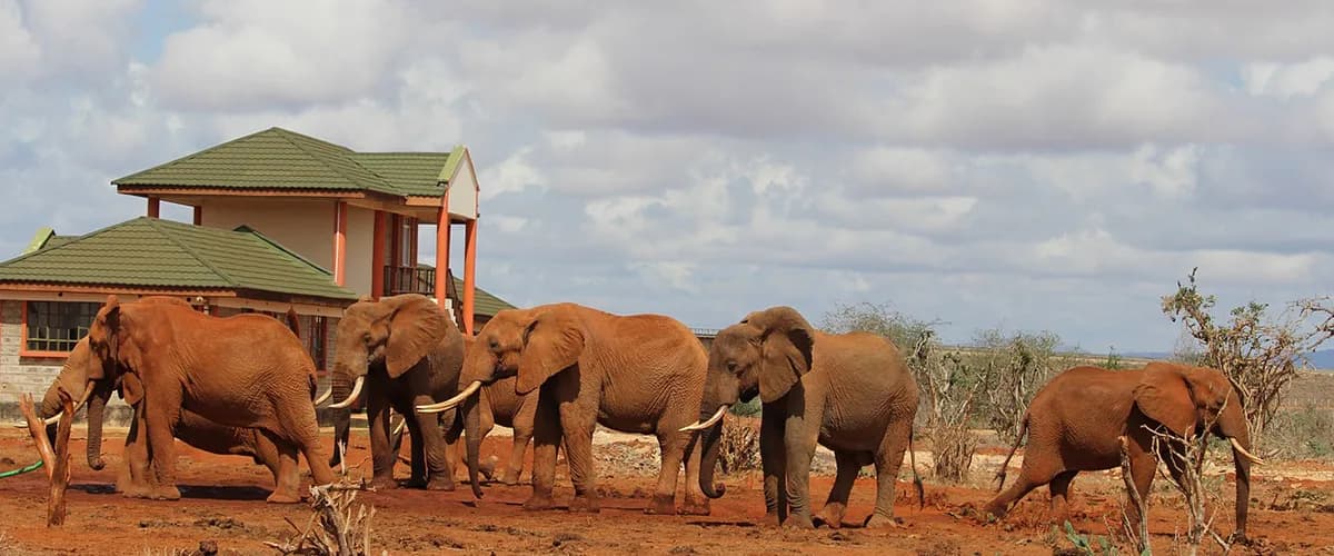 Elephants coated in Tsavo's red dust walking in single file past a lodge