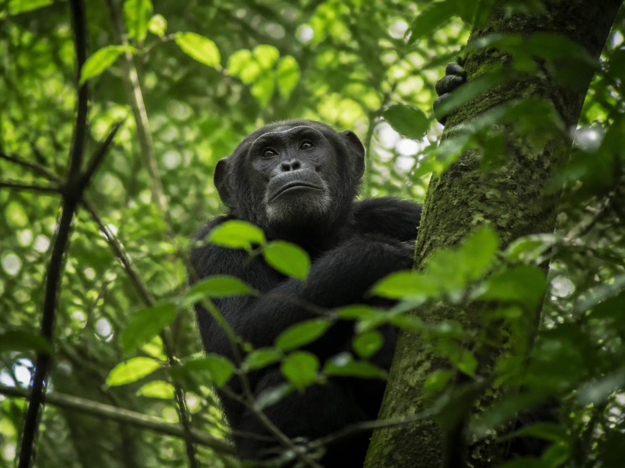 Chimpanzee looking out from dense green forest foliage