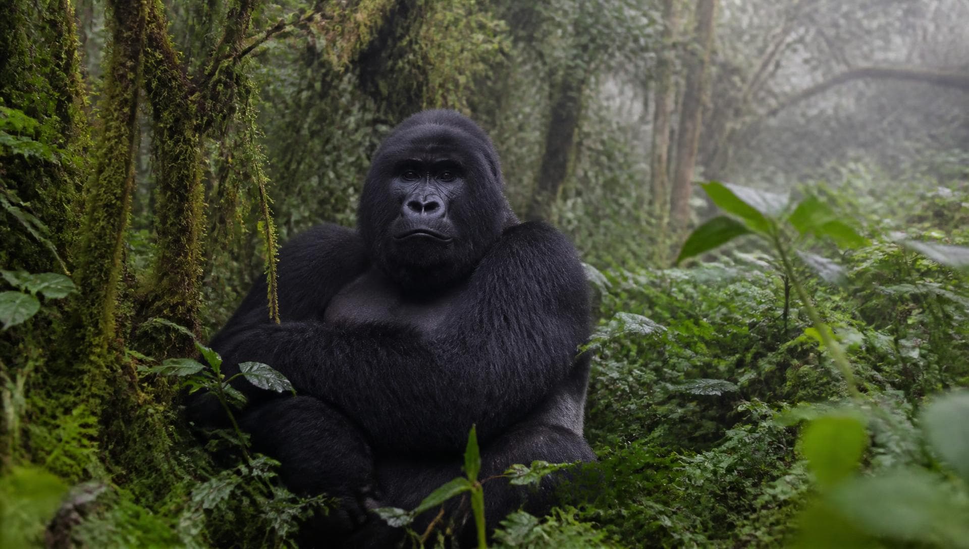 Mountain gorilla sitting in thick rainforest vegetation