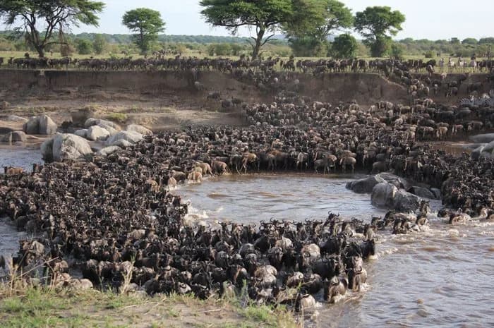 Wildebeest funnelling down a bank and into the river during a crossing