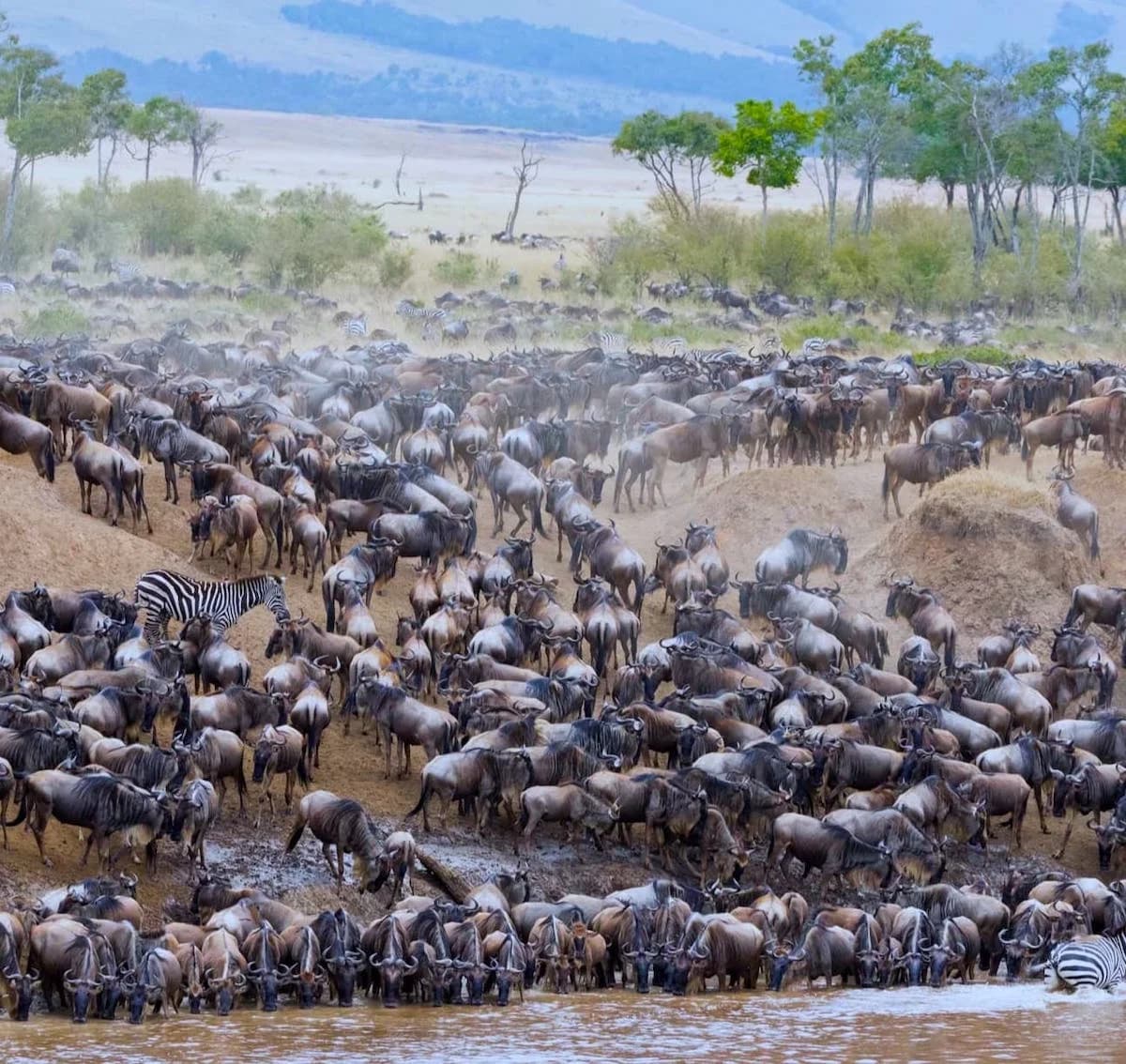 Wildebeest strung out in long lines across open grassland
