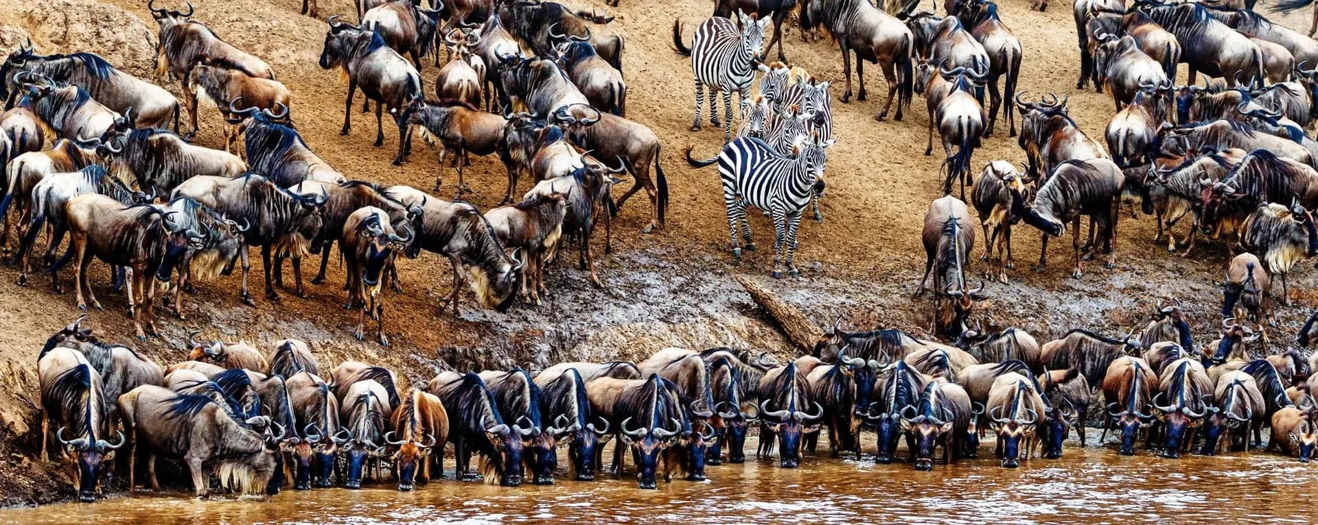 Wildebeest and zebra massed along a muddy riverbank during the Great Migration