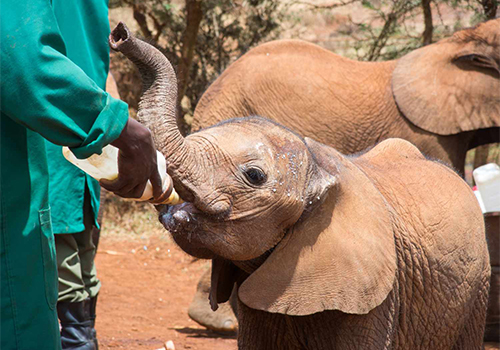 daphne-sheldrick-elephant-orphanage-day-trip