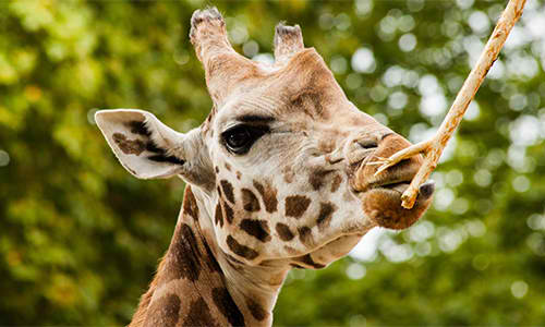 giraffe-center-day-tour