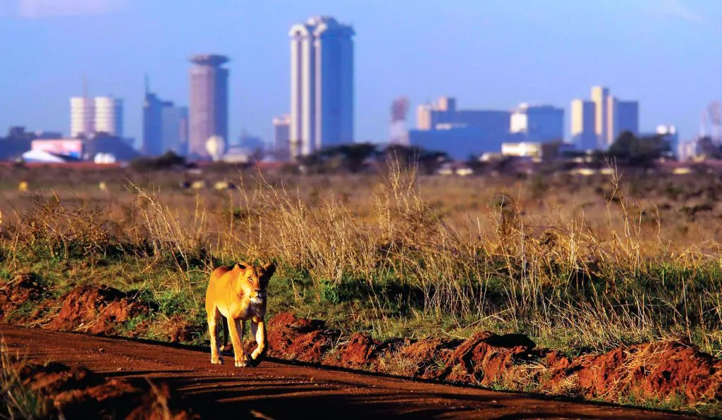 nairobi-national-park-day-tour