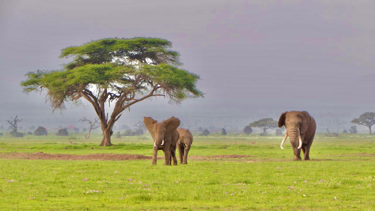 Elephants strolling across Amboseli National Park