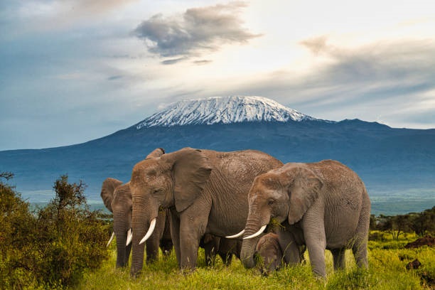Amboseli Safari elephants with Mount Kilimanjaro views Amboseli Safari elephants with Mount Kilimanjaro views